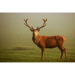 Asemestari Kari Laurila